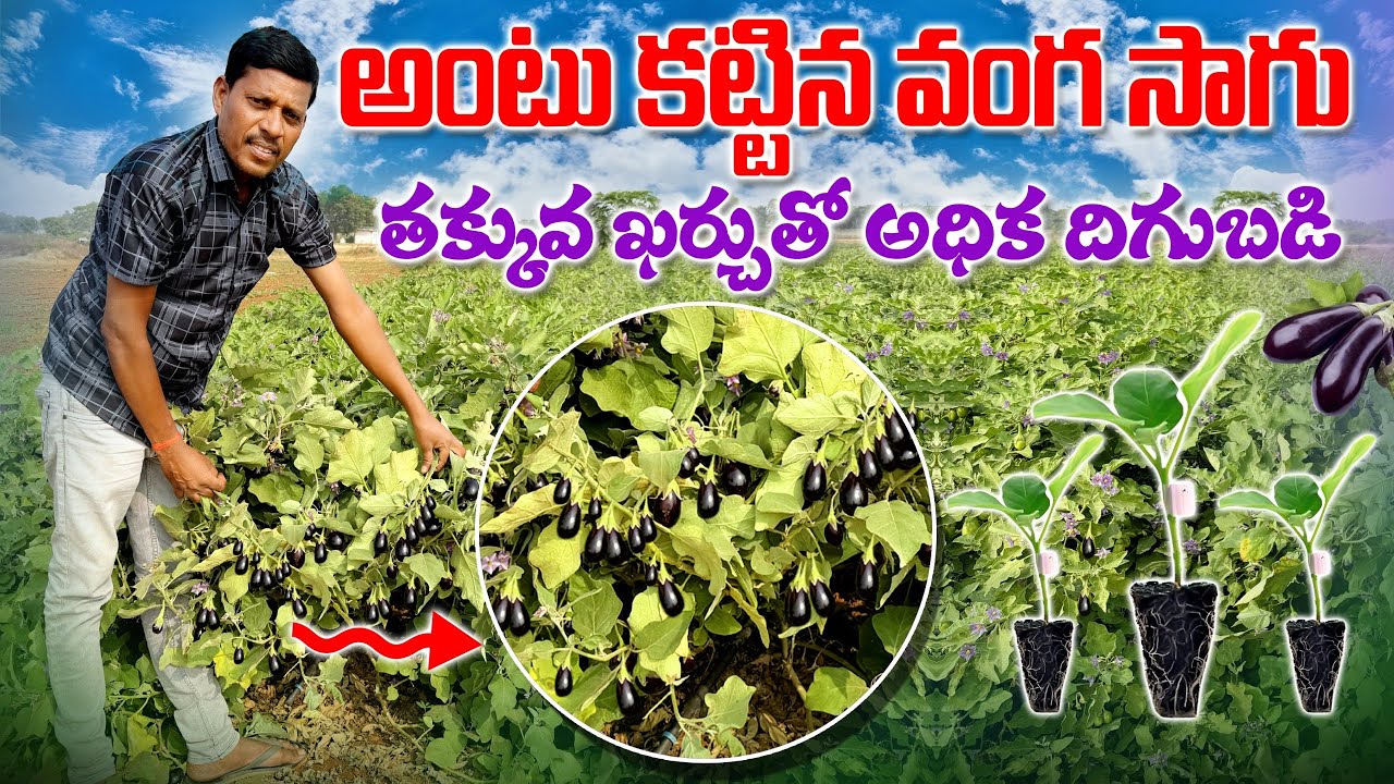 అంటు కట్టిన వంగ సాగు | Grafted Brinjal Cultivation | Grafting Vegetables | AgriTech Telugu