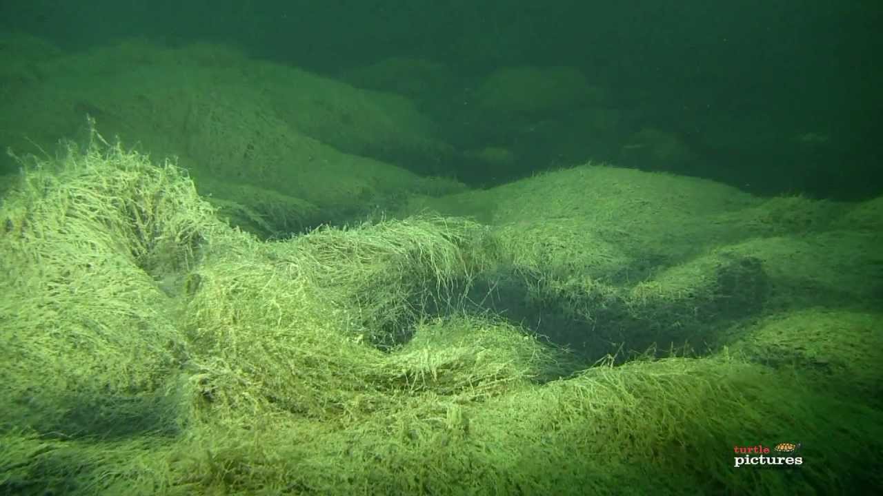 Tauchen im Rastatter Freizeitparadies