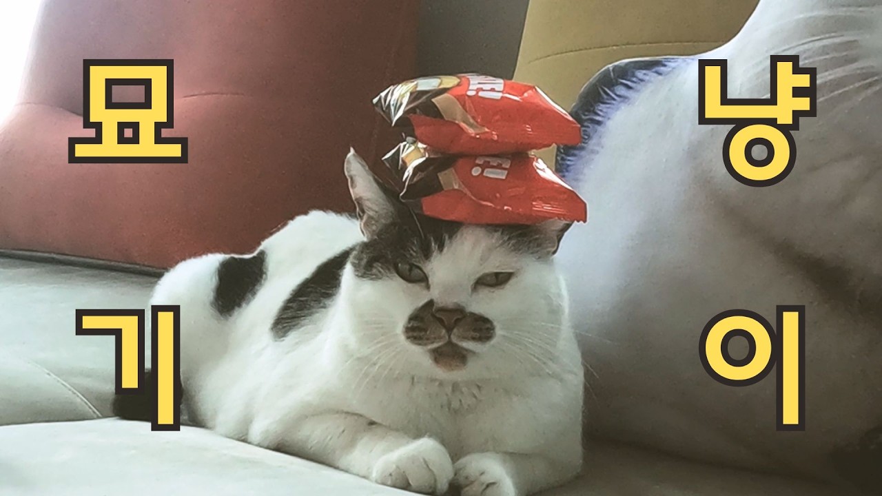 집냥이의 묘기