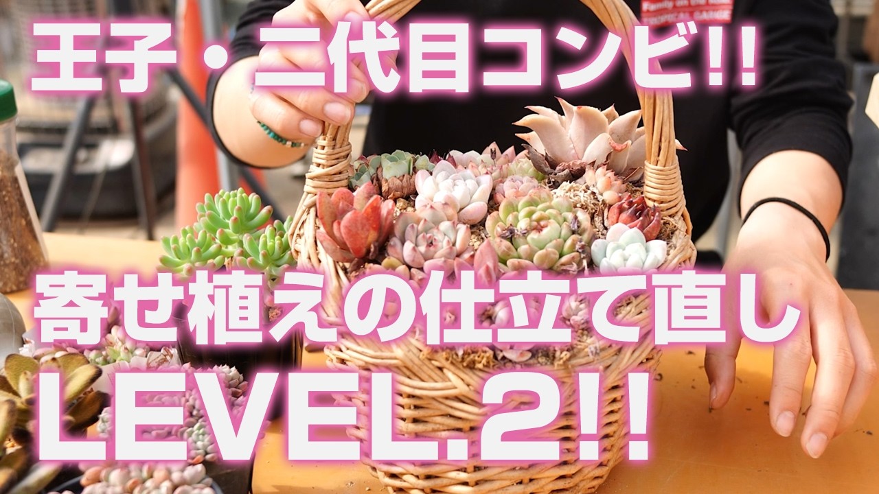 【多肉植物】王子・二代目コンビの寄せ植えの仕立て直しLEVEL.2!!【succulent】トロピカルガーデン