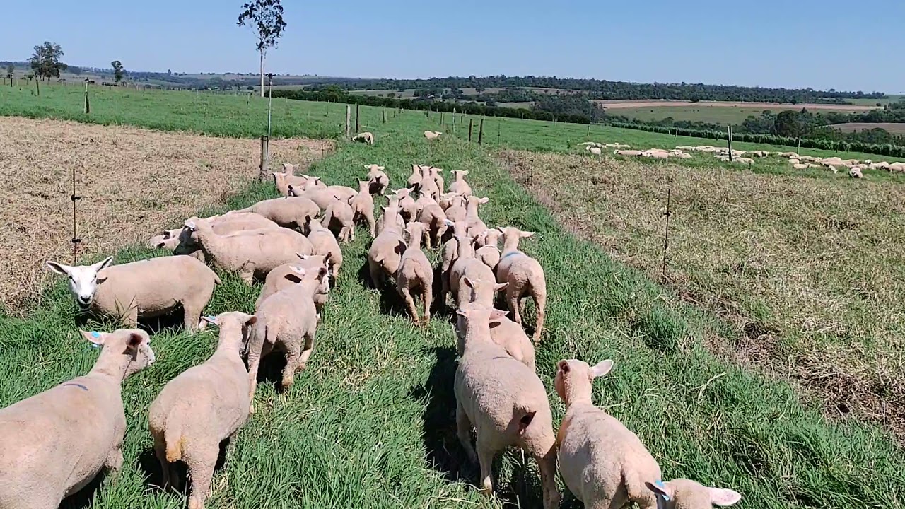 PIQUETE NOVO PRAS BORREGAS NO ROTACIONADO DE TIFTON 85 IRRIGADO