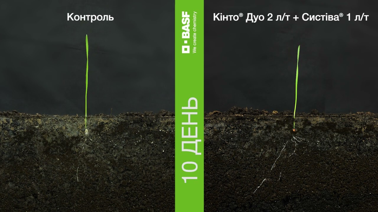 Timelapse | Wheat with Systiva&reg; | BASF