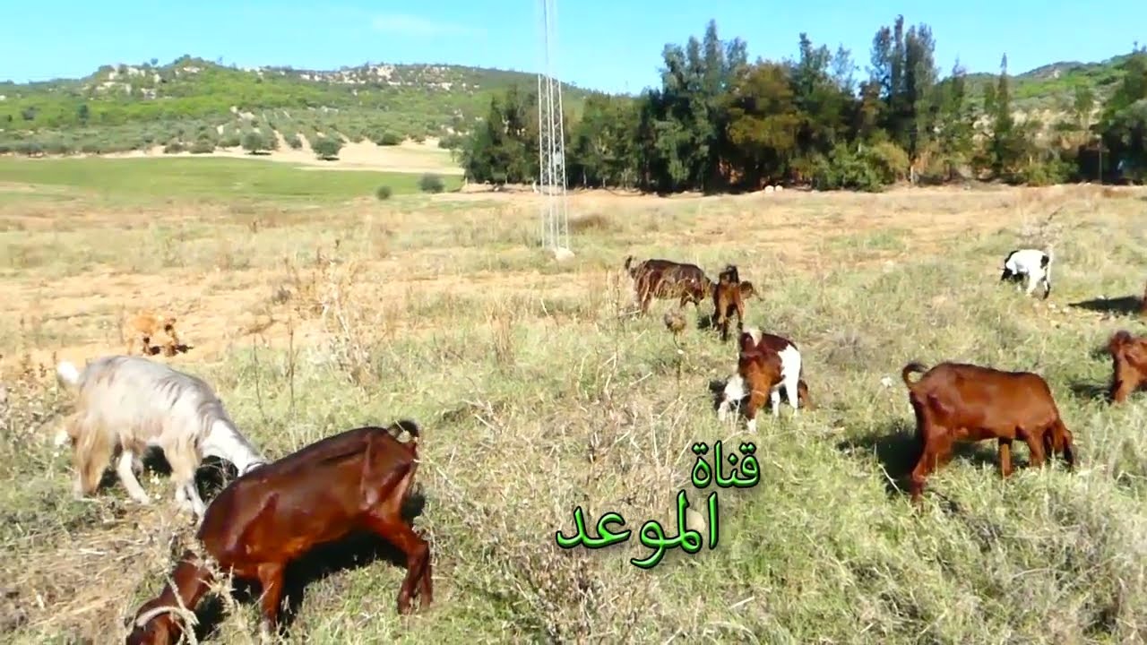 كنت نخدم في المرمة ، بطلتها ورجعت نربي و نسرح بالمعيز ، لحم المعيز دواء وصافي كول قد ما تحب مايمرضش