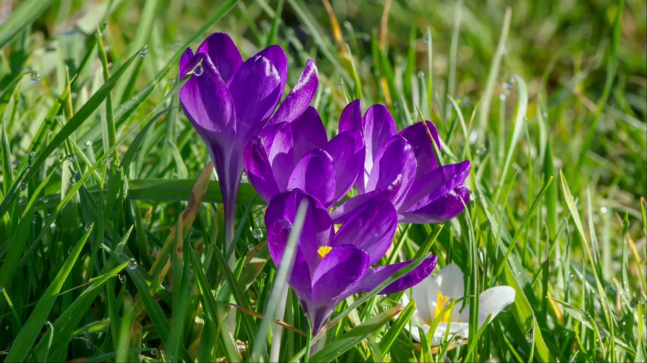 Ochtendgloren met krokussen