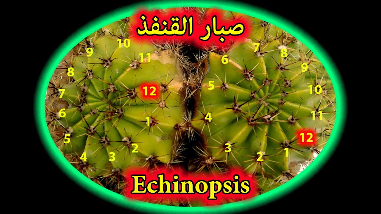 درس مفصل حول صبار القنفذ  😀  اكينوبسيس 😀 echinopsis