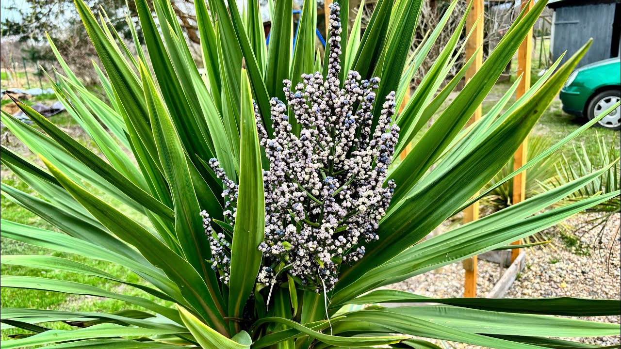 Kordylina Australijska po zimie - Cordyline australis, nasiona, tropikalny ogrod .