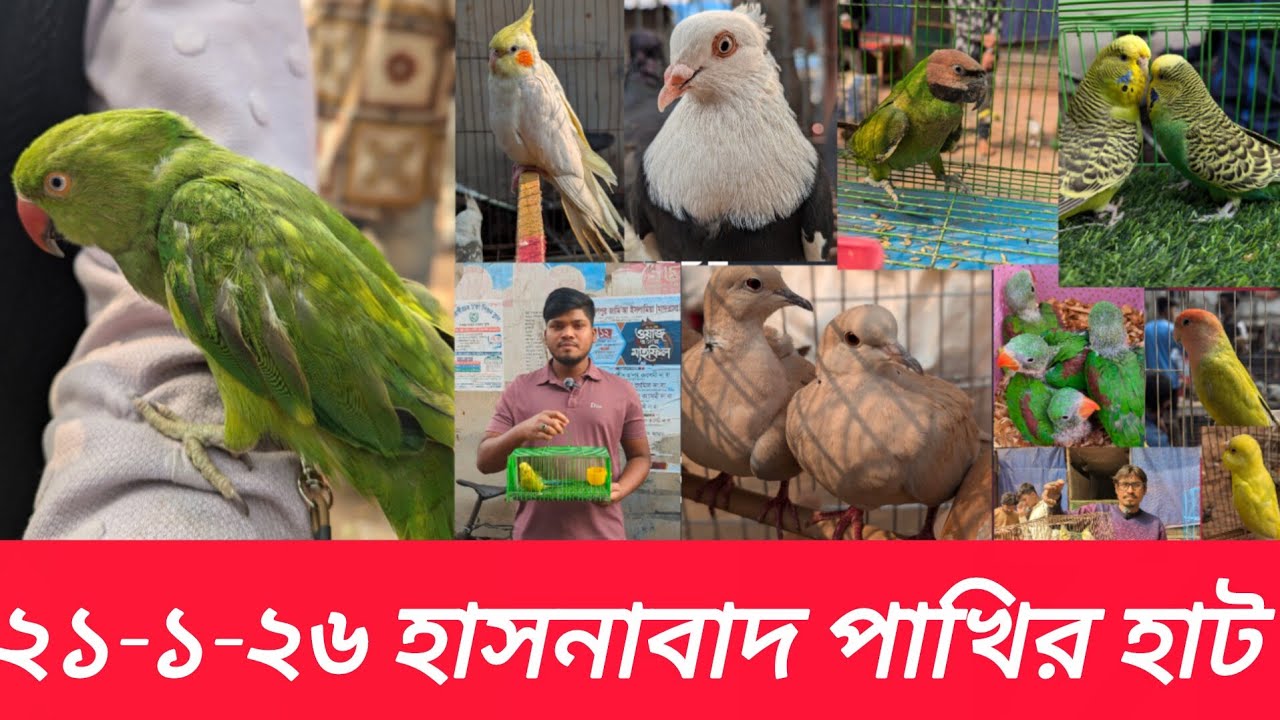 ২১-০১-২০২৬ হাসনাবাদ পাখির হাট। Hasnabad Pakhir Hat।Village hat#hasnabad#viral#parrot#পাখি#trending