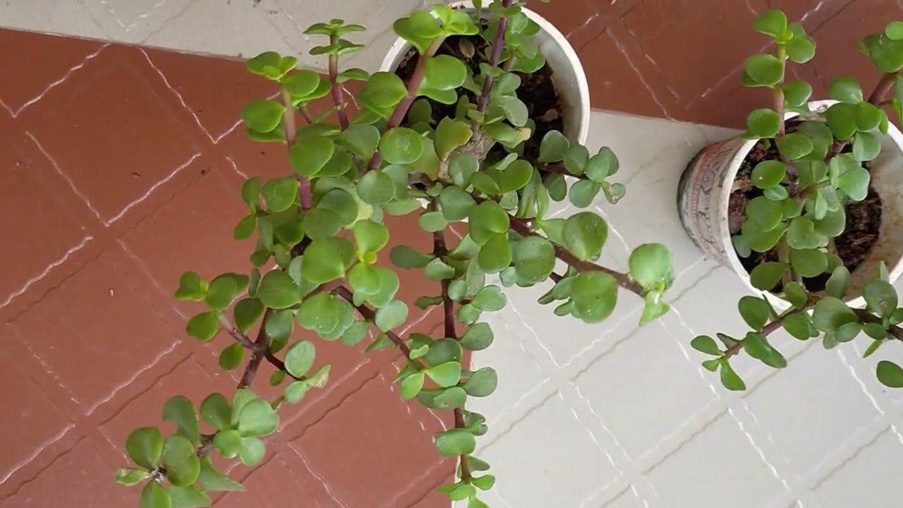 Indoor plants ☘️🌵 onlinesale for order whatsapp No 9025399073🌵☘️ tablerose onlinesale 🌹