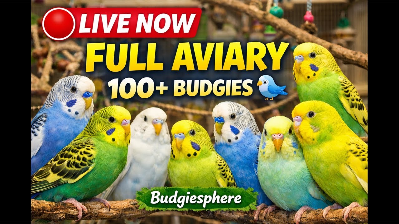🔴 LIVE Budgie Sounds for Relaxation & Happiness | 24/7 Chirping 💚