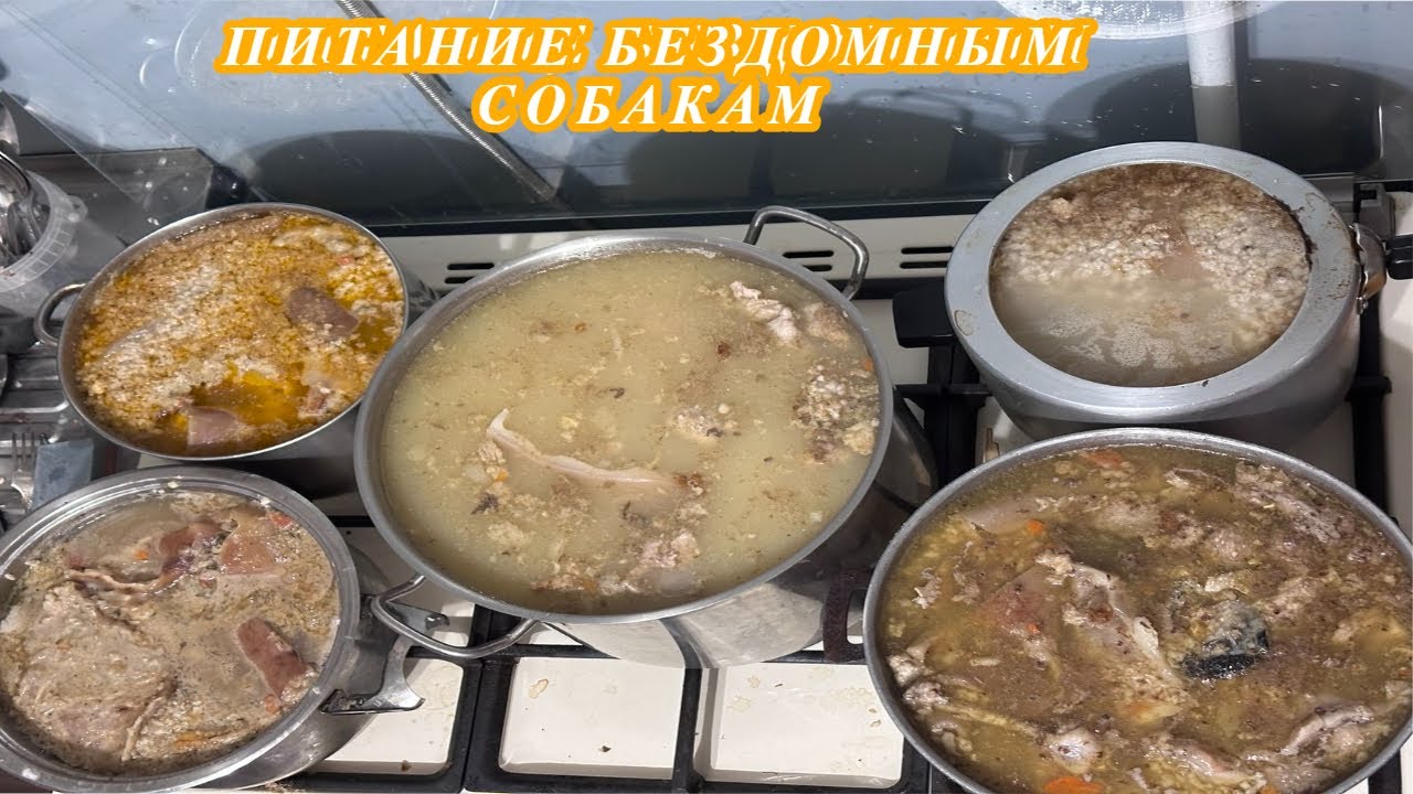 Кормление дачных собак