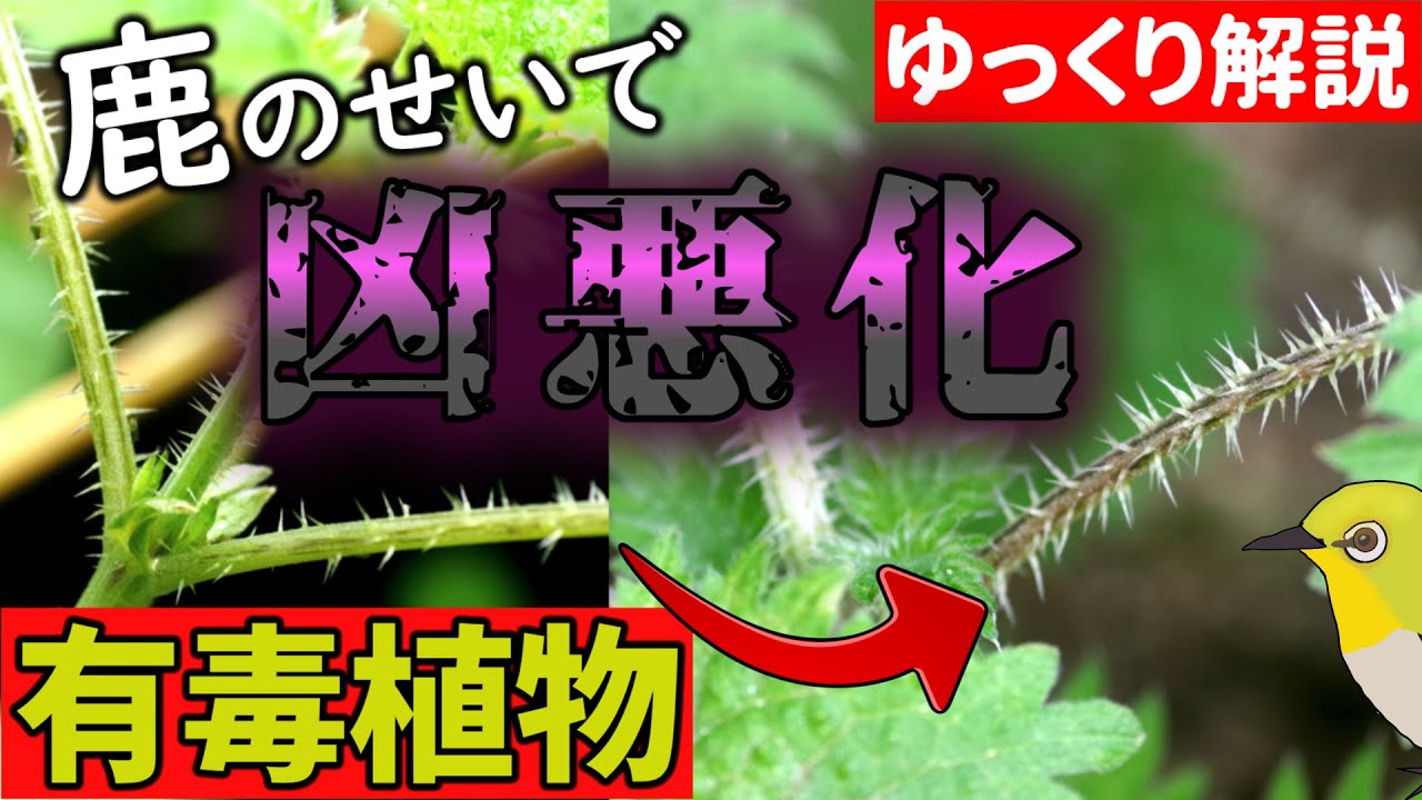 【有毒 触るな】イラクサが凶悪化⁉ 奈良公園の鹿が導いた驚きの進化【ゆっくり解説】