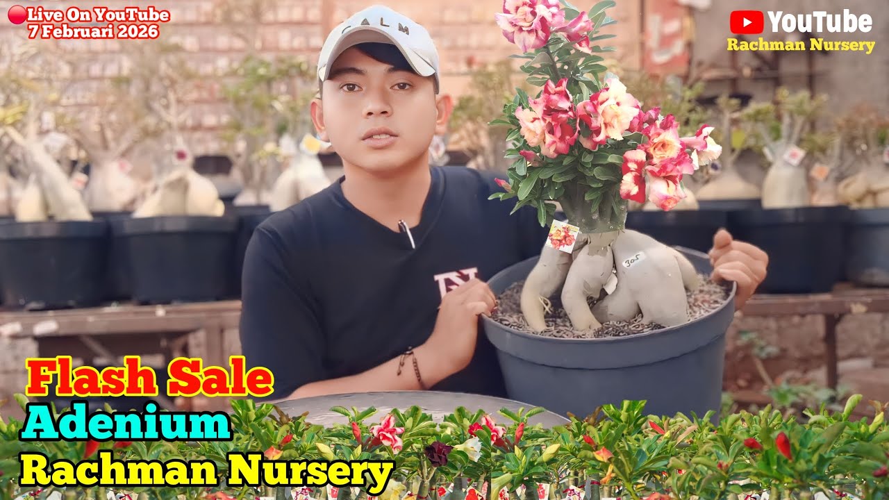 🔴 Live Flash Sale Adenium Bunga Tumpuk Dan Karakter (7 Februari 2026)
#rachmannursery #adenium