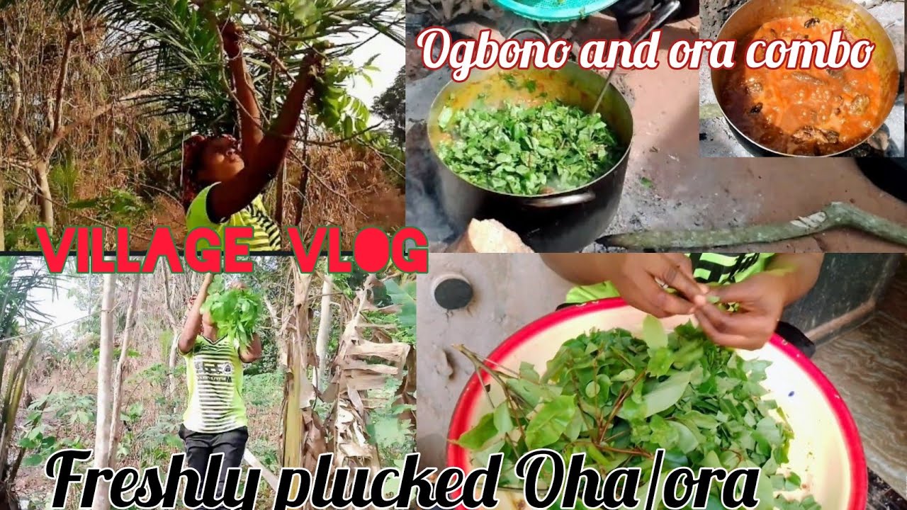 How To Cook Ogbono Soup With Oha Leaves/Cooking for my family in the village/ village vlog