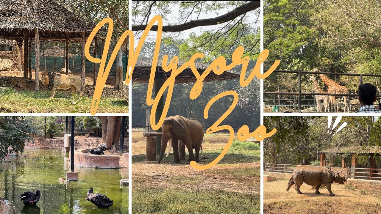 Mysore trip:day 2💌| lunch,visiting Sri chamarajendra zoo🦁🐯🐊