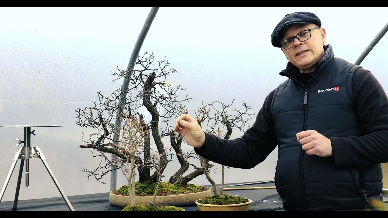 When To Repot Bonsai And How To Find Your Next Tree - The Bonsai Show S2 E1