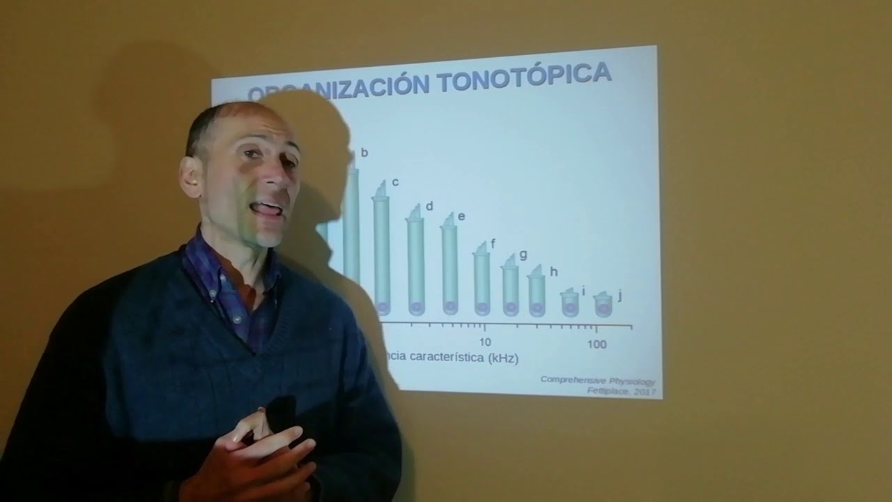 Fisiología Auditiva. Tonotopía coclear. Organización tonotópica