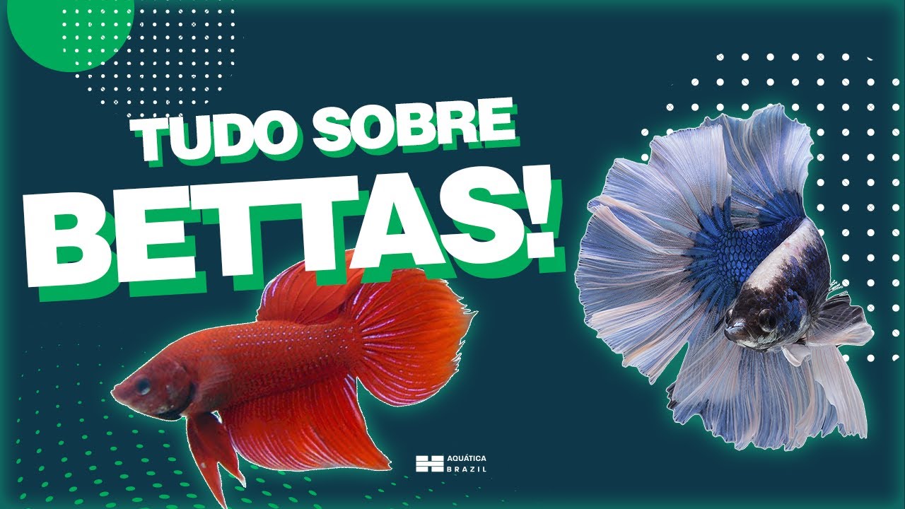 TUDO SOBRE BETTAS - O seu primeiro peixe!