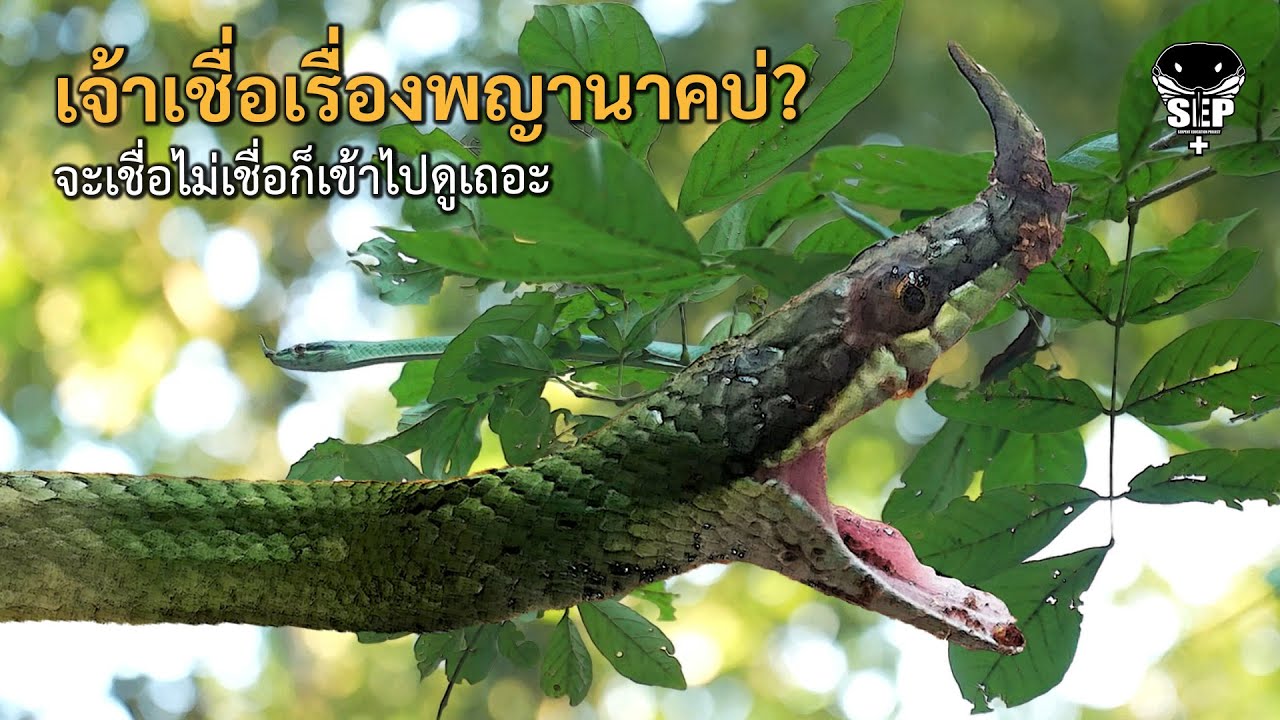 SEP EP.40 เจ้าเชื่อเรื่องพญานาคบ่? จะเชื่อไม่เชื่อก็เข้าไปดูเถอะ