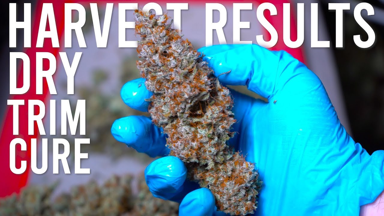 BLUE DREAM HARVEST RESULTS: DRYING, TRIMMING, CURING GUIDE