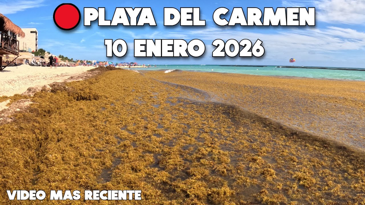 Playa Del Carmen🔴Demasiado Sargazo Playa Mamitas 10 Enero 2026