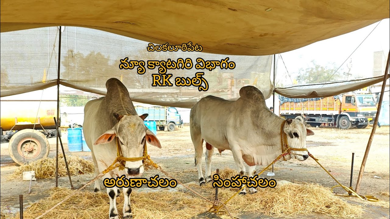 చిలకలూరిపేట ,న్యూ క్యాటగిరి భాగానికి వచ్చిన Rk బుల్స్ (సింహాచలం. &  అరుణాచలం ) 🦁🦁🦁🦁🦁