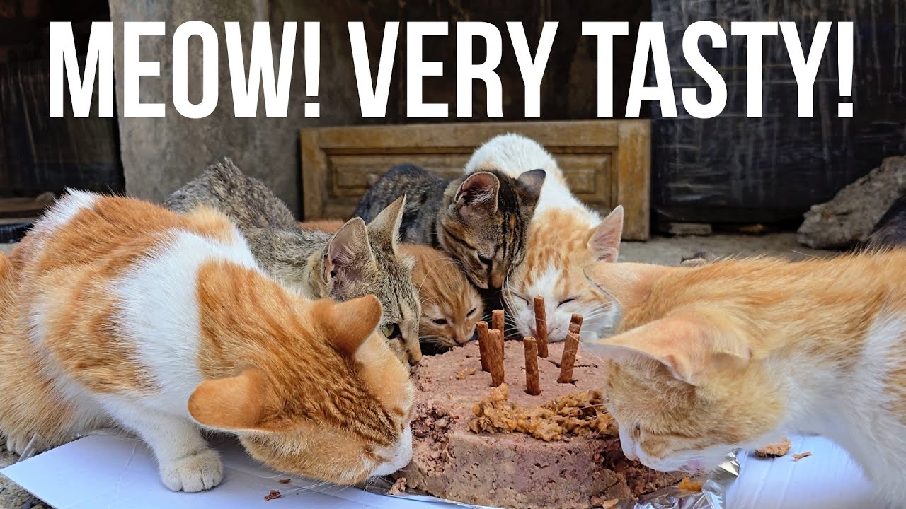 Cat Feast: A Huge Cake for the Cat Colony! 🎂😻 | Love Street Cats