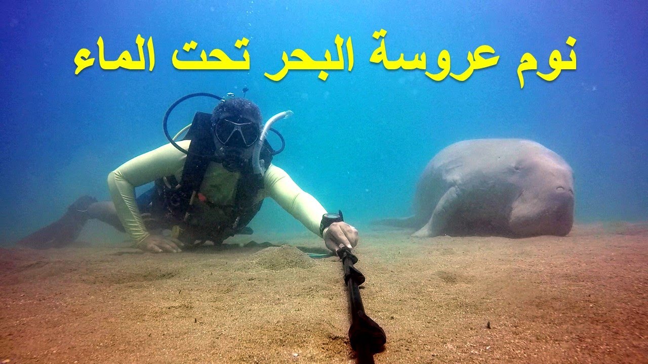 Dugong resting on the bottom