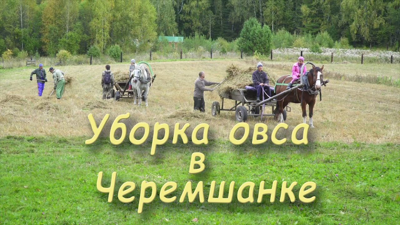 Уборка овса в Черемшанке
