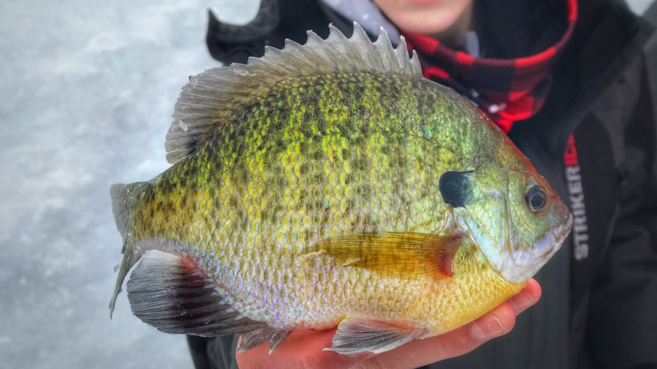 Beaver Lake WI GIANT Gills! ( Camping overnight on the ice)