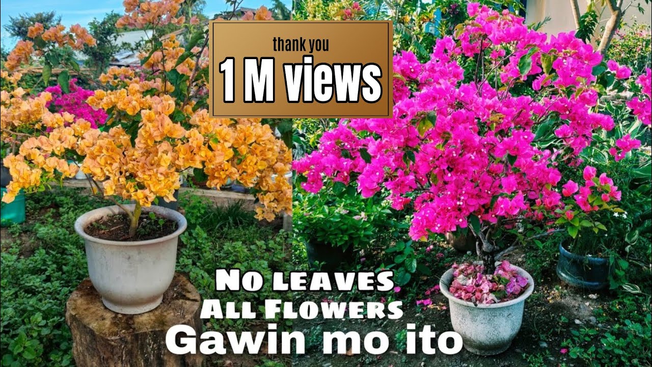 Large Bougainvillea Care | Sundan ang mga tips na ito para hitik sa bulaklak
