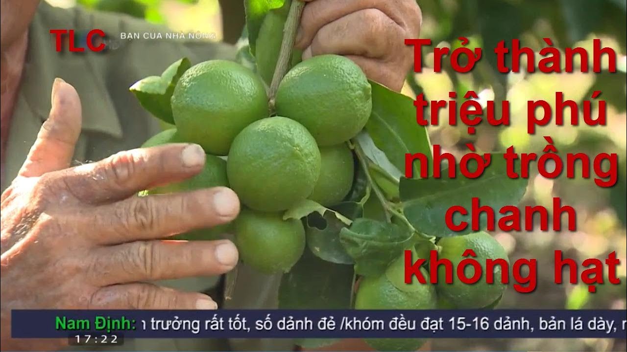 Trở thành triệu phú nhờ trồng chanh không hạt tại Sóc Trăng