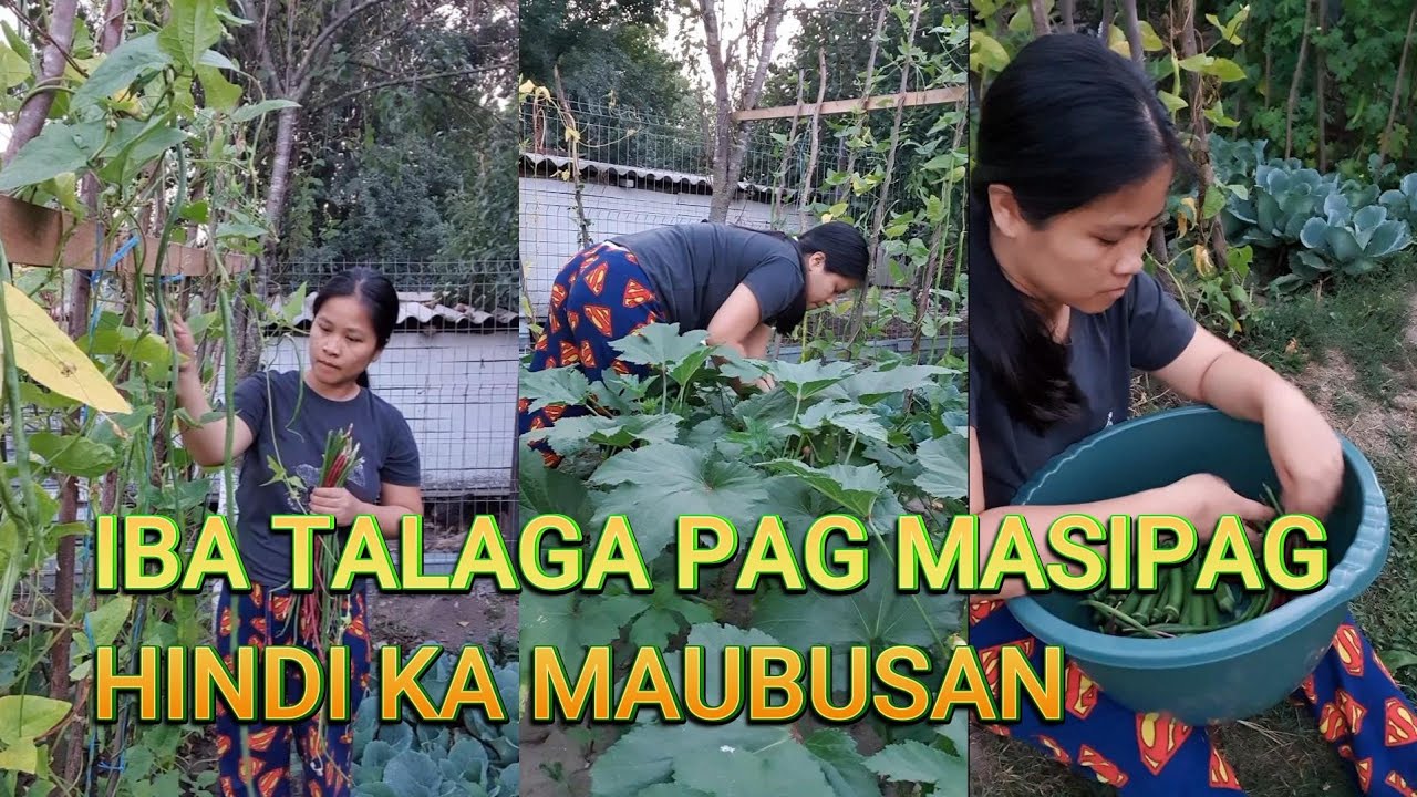 DAMING OKRA ANG NA ANI KO NGAYON