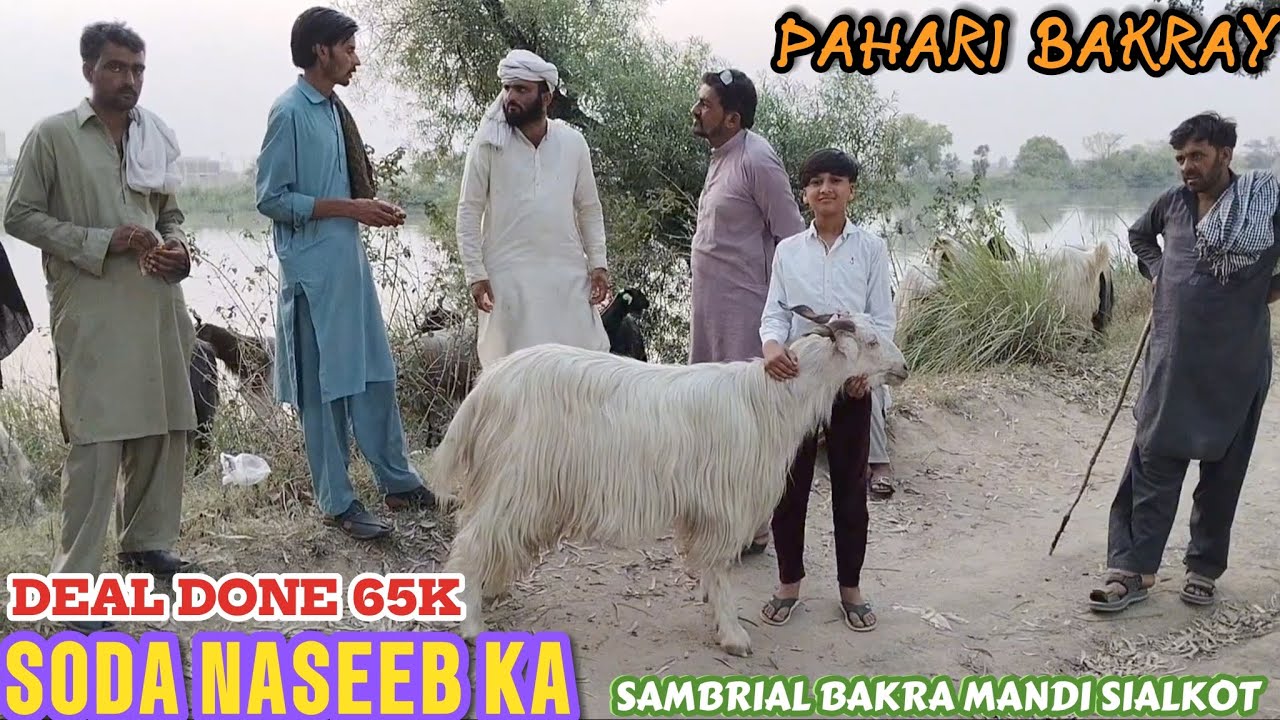 Pahari Bakray Deal Done 65k😍Soda Naseeb Ka😎Sambrial Bakra Mandi Sialkot.