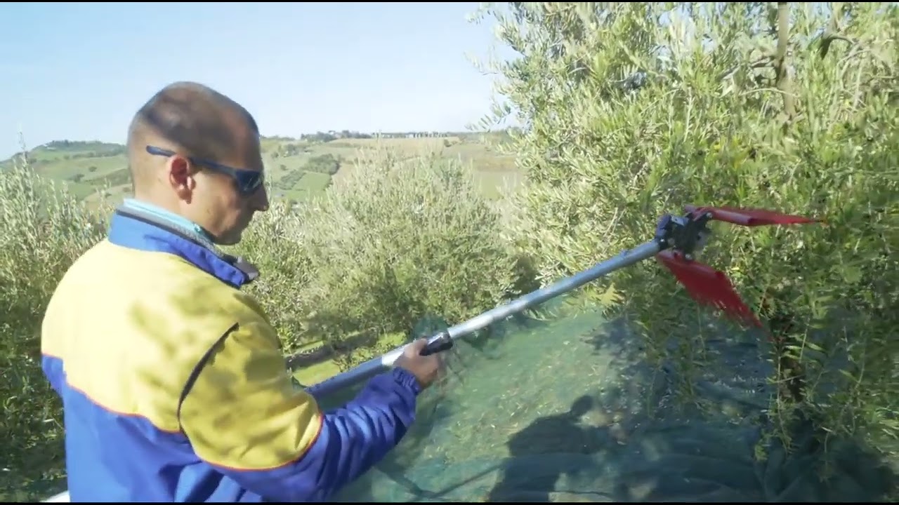 EVVVAI.COM - ABBACCHIATORE PER OLIVE CASTELLARI OLIVANCE PN XT