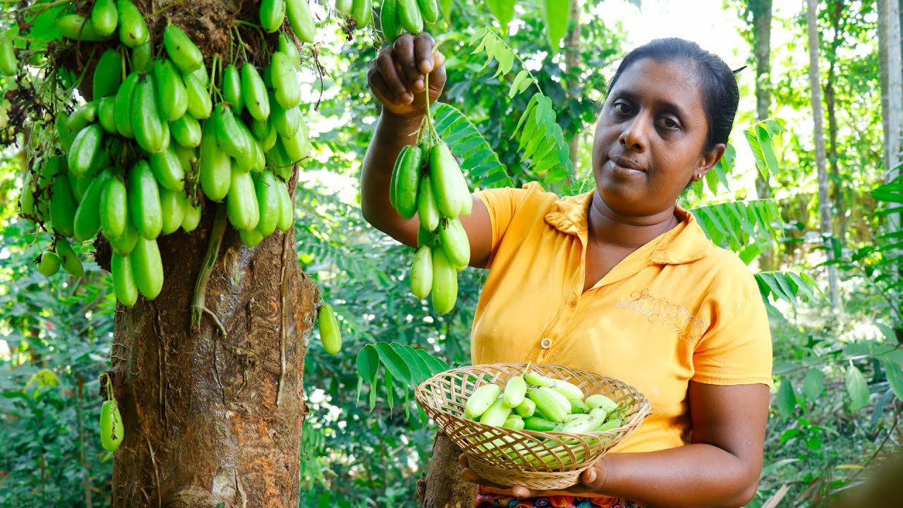 An easy method used by the rural people in preserving Sour bilimbi.Village kitchen recipe Sri Lanka