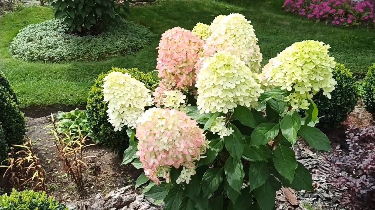 Мои гортензии ,как ухаживаю и обрезаю 💁🌼🌼🌼