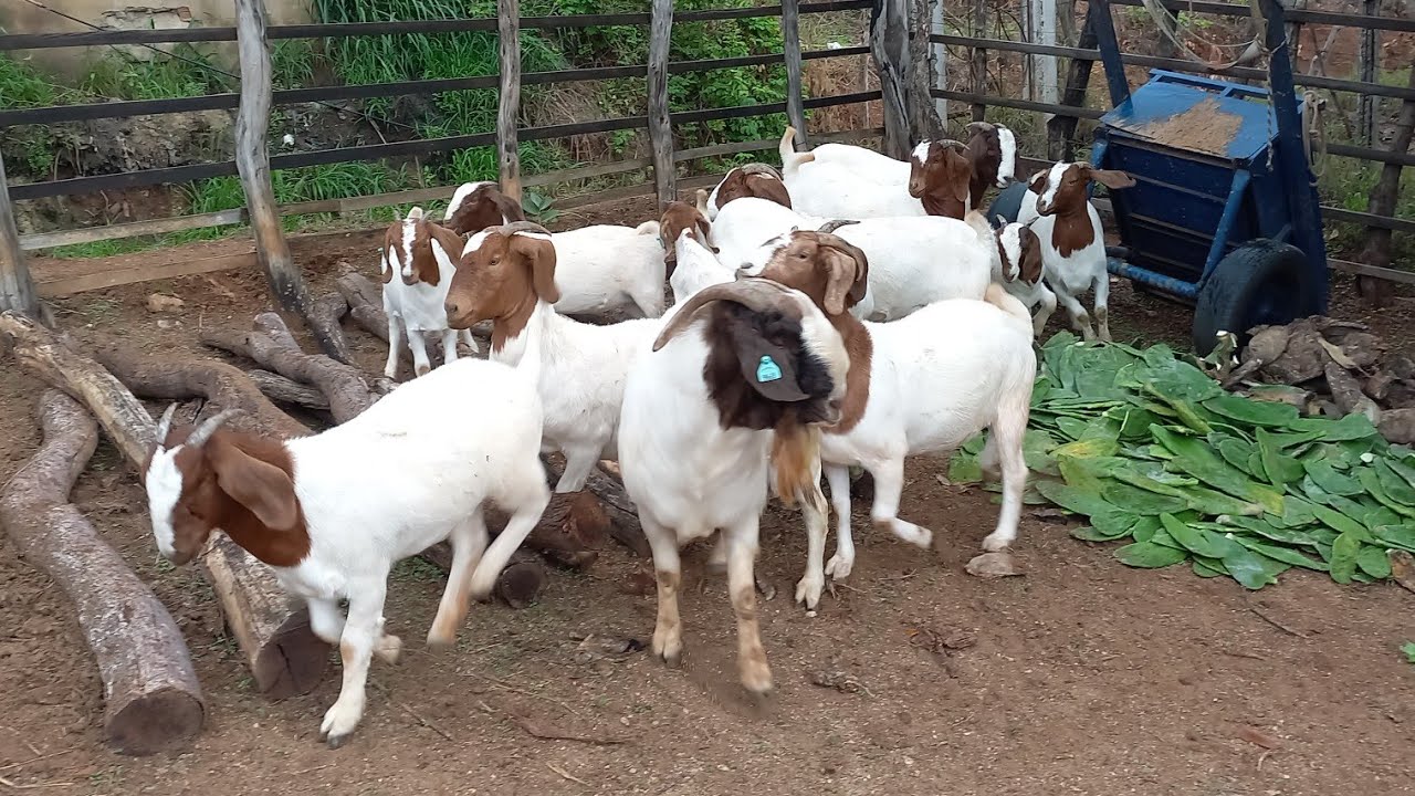 RENATO FAZ A SOLTURA DAS CABRAS OLHA A FELICIDADE REBANHO RODRIGUES EM CATURITE-PB 