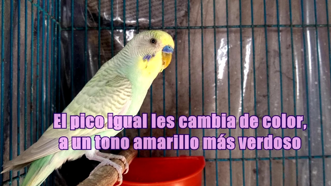 Periquitos de 1 mes vs 6 meses DIFERENCIAS | PONGALE NOMBRES A MIS PERIQUITOS :D
