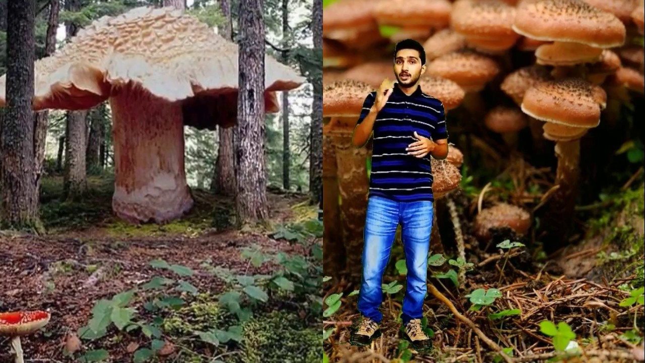 Largest living thing on planet earth