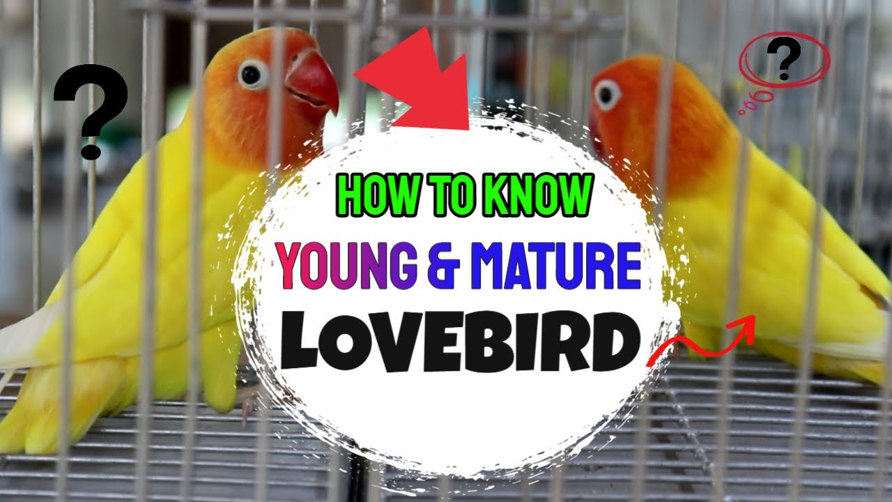 DIFFERENCE OF YOUNG & MATURE AFRICAN LOVEBIRDS (Yellow Bull)