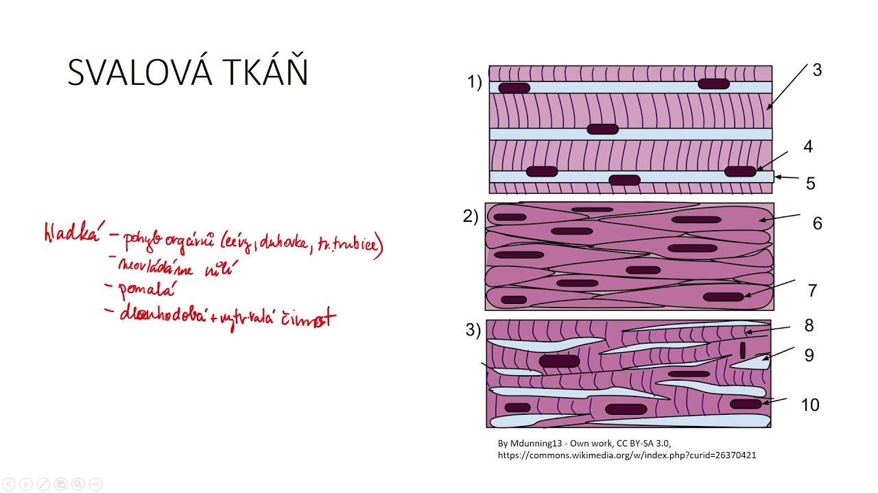 Tk&aacute;ně III - svalov&aacute; tk&aacute;ň