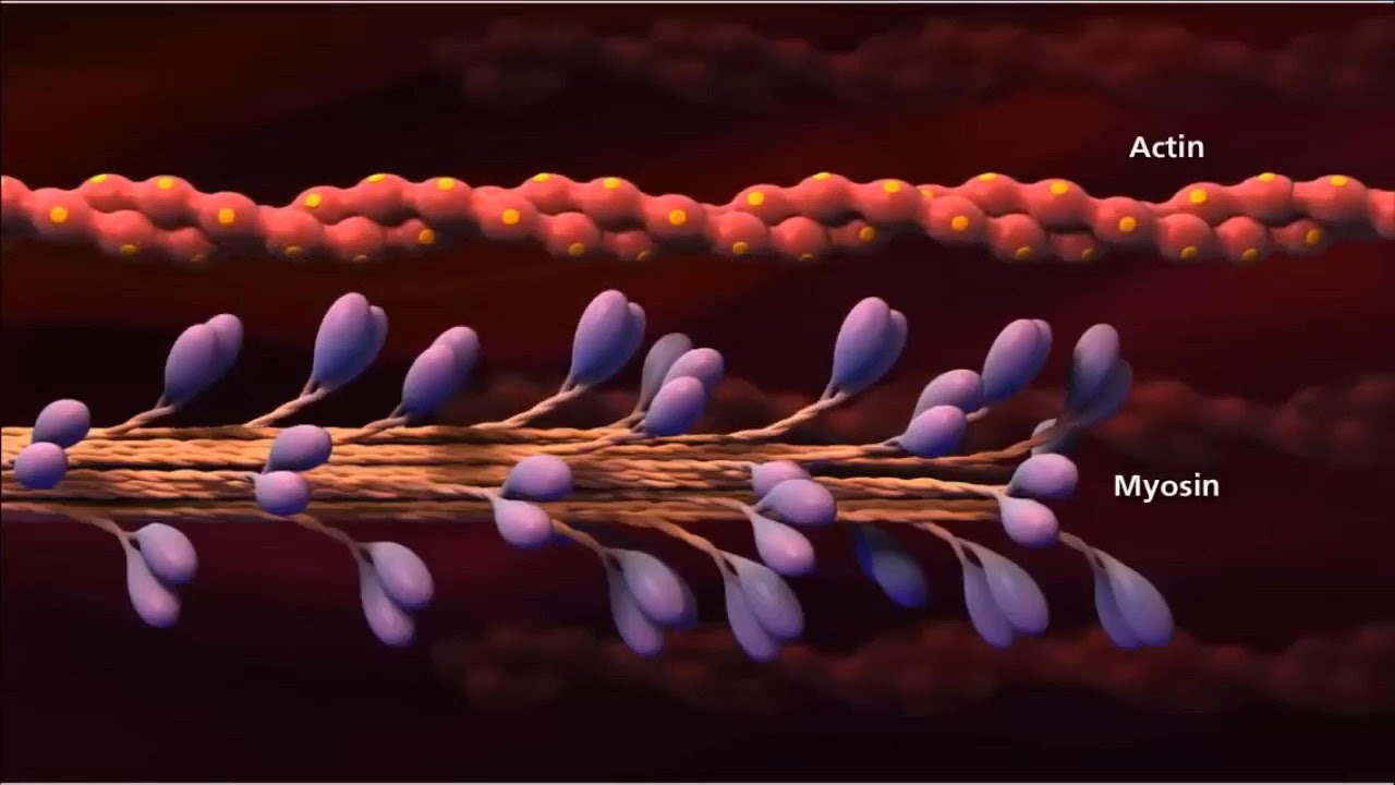 Sinh học tế b&agrave;o | Actin & Myosin