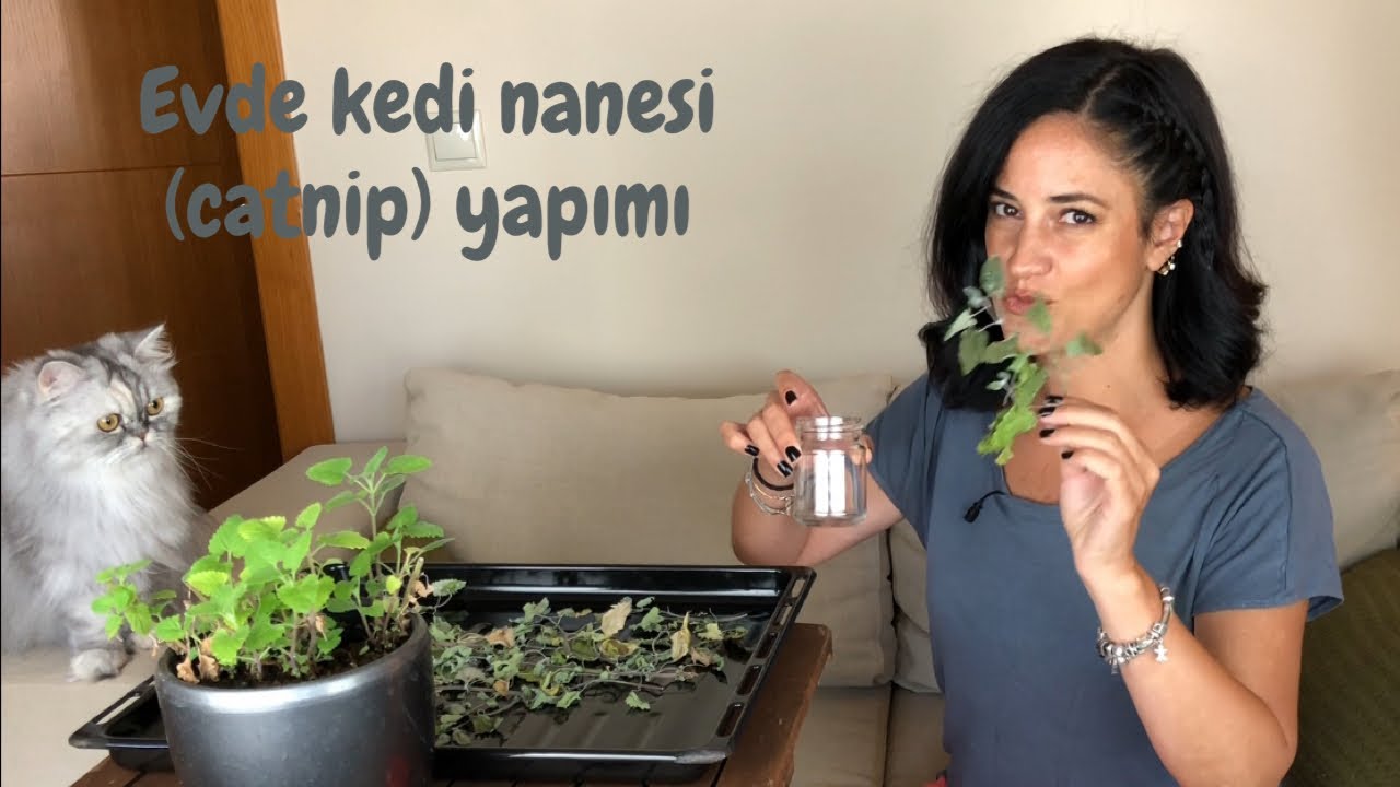 Evde kedilerin aklını başından alan kedi nanesi (catnip) yapımı, kendin yap, DIY, 2. bölüm