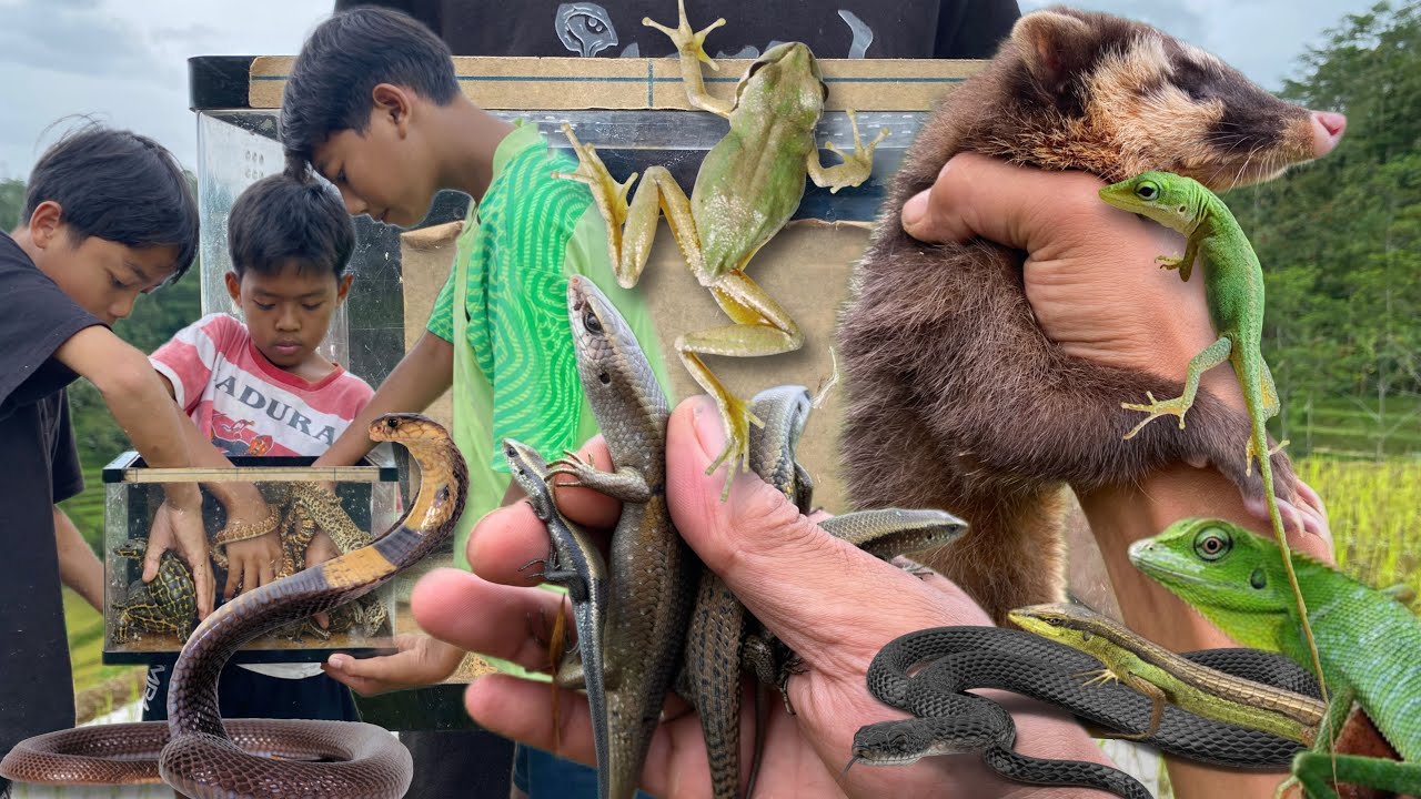 The first time MISTER INSECT found a baby cobra‼️catch ferret, chameleon, lizard, grass lizard, frog