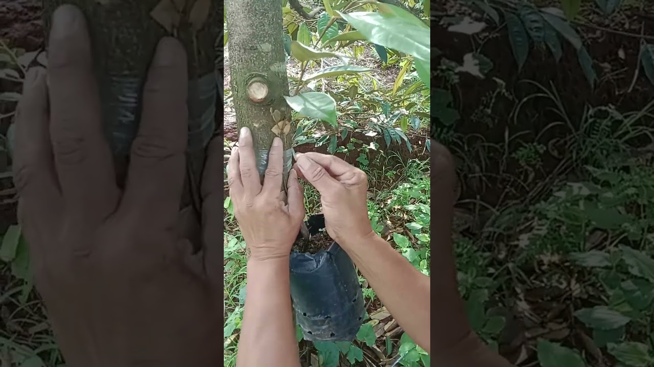 Kỷ thuật ghép cải tạo