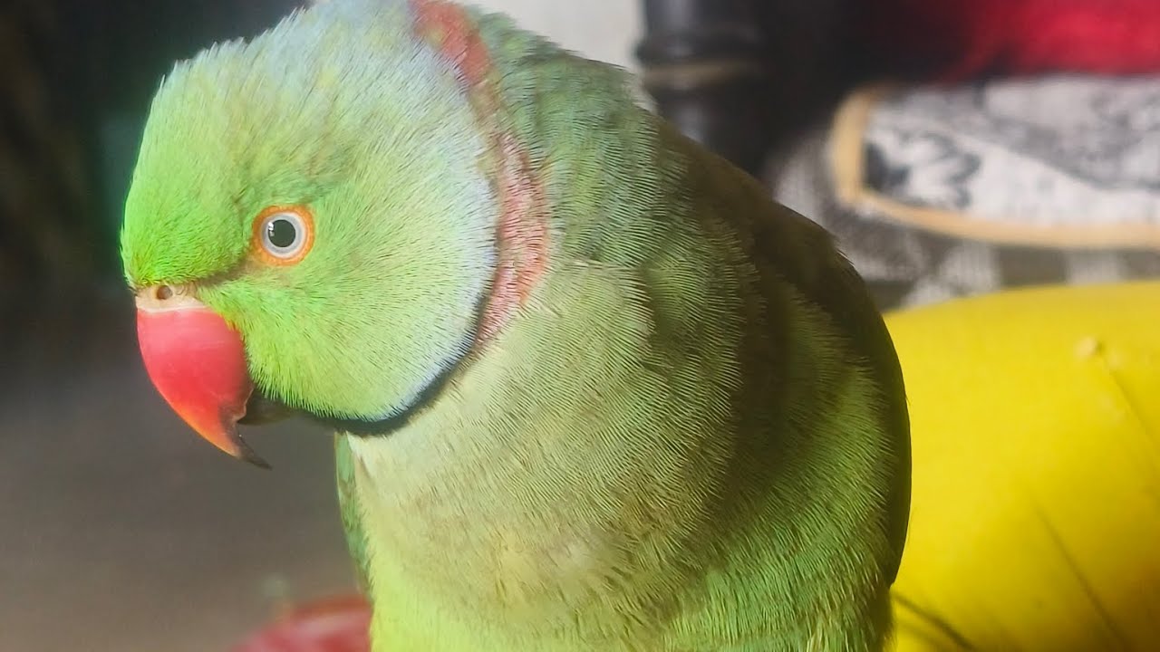 Mitthu kya kha rha h #parrot  #nonstoptalkingparrot  #youtubeshorts  #shortsfeed 