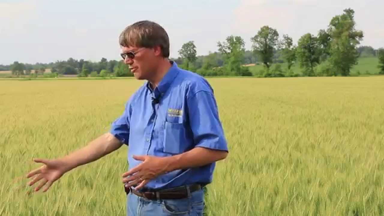 Fusarium Head Scab Suppression in Wheat. Needham Ag
