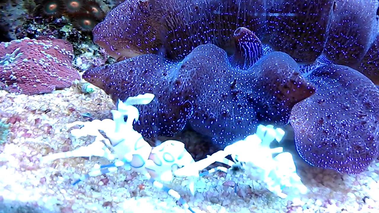 Geronimo reef 750l - Hymenocera elegans