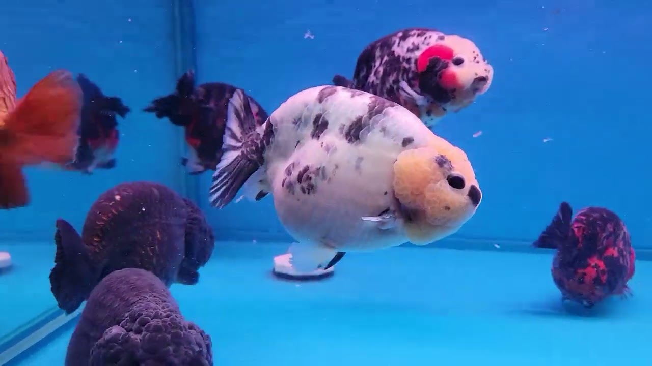 海祥金魚 七月魚隻介紹