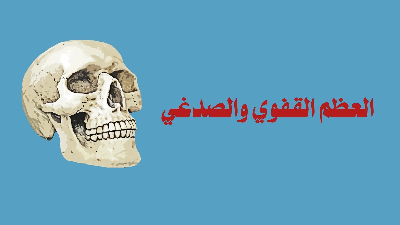 تشريح رأس وعنق ( العظم الصدغي والقفوي )                       كلية طب الأسنان جامعة ادلب